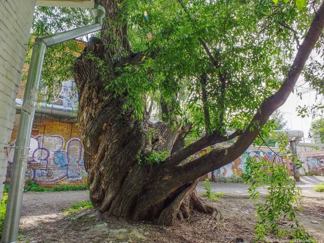 Старейшее дерево в Нижнем Новгороде внесено в Национальный реестр - фото 3