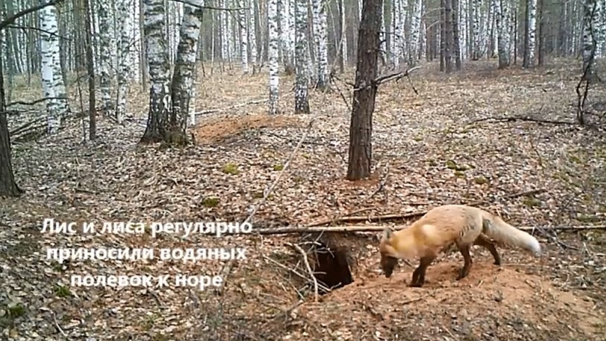 У норы добычи ждет. Самоотверженный заяц Логово волка. Камеры в волчьих норах.