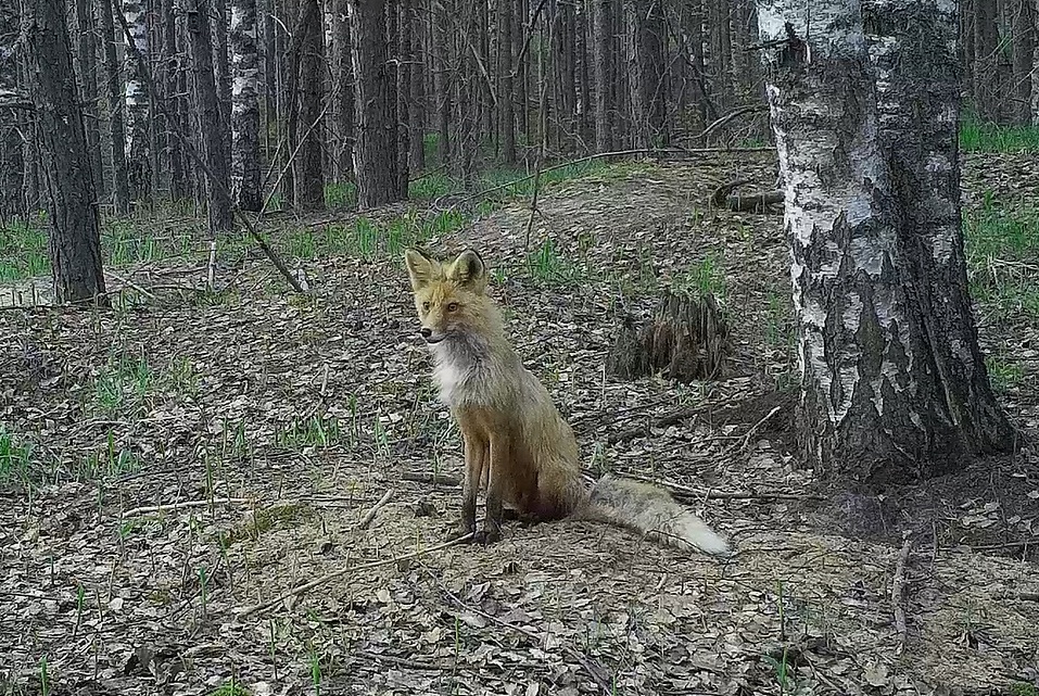 «Лисица у норы» - участник конкурса «Фотоловушка-2018» - фото 2