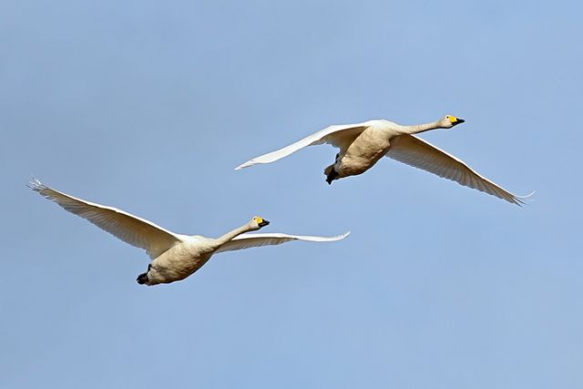 В Кенозерском национальном парке и в «Онежском Поморье» насчитано около 1600 птиц для проекта Eurobirdwatch - фото 2