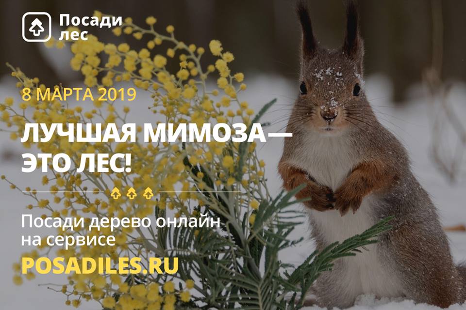 “Лучшая мимоза - это лес” в Международный женский день   - фото 1