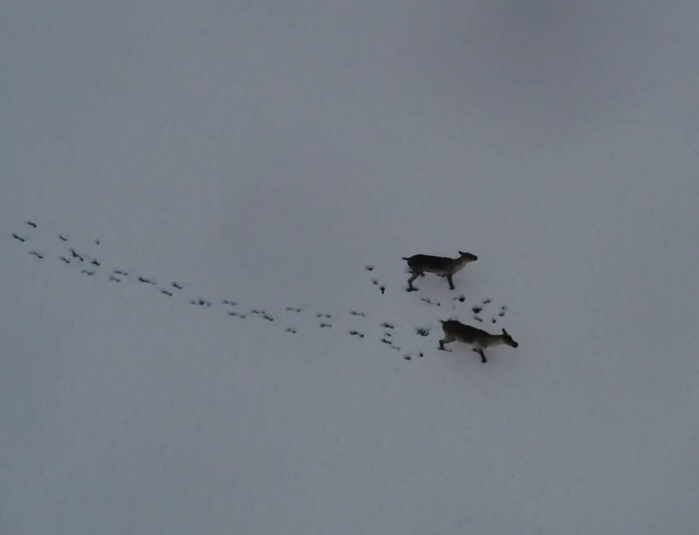 Редкие кадры диких северных оленей удалось снять на видео сотрудникам заповедника «Центральносибирский» - фото 1