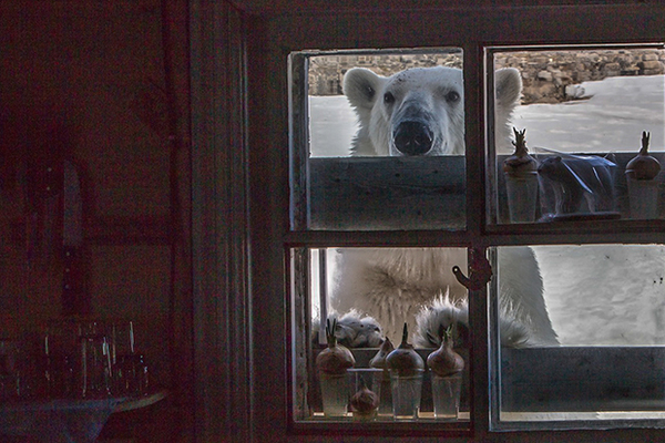 Эксперт WWF рассказал, почему белые медведи атакуют жителей Новой Земли - фото 3