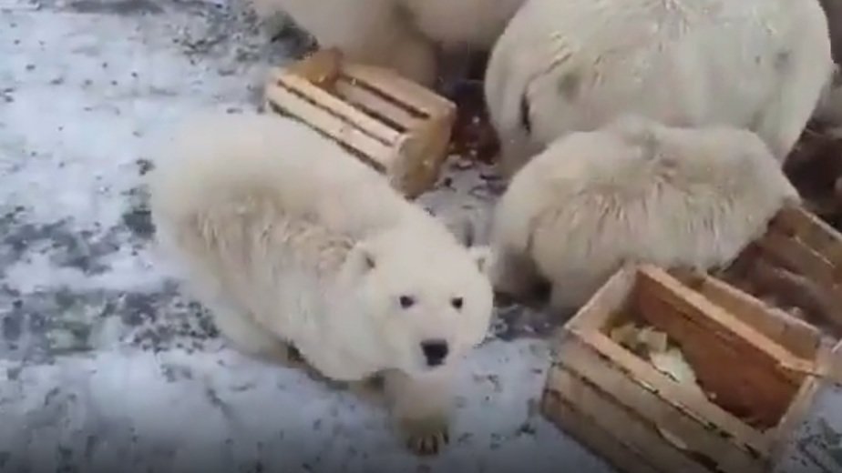 Эксперт WWF рассказал, почему белые медведи атакуют жителей Новой Земли - фото 1