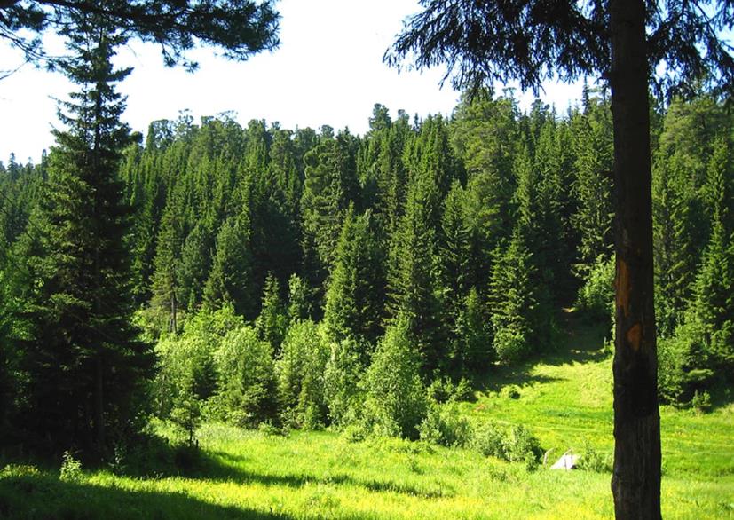 Новые ООПТ появятся  в Кировской области - фото 1