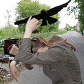 Мосприрода предупредила об агрессивных воронах, нападающих на людей - фото 1