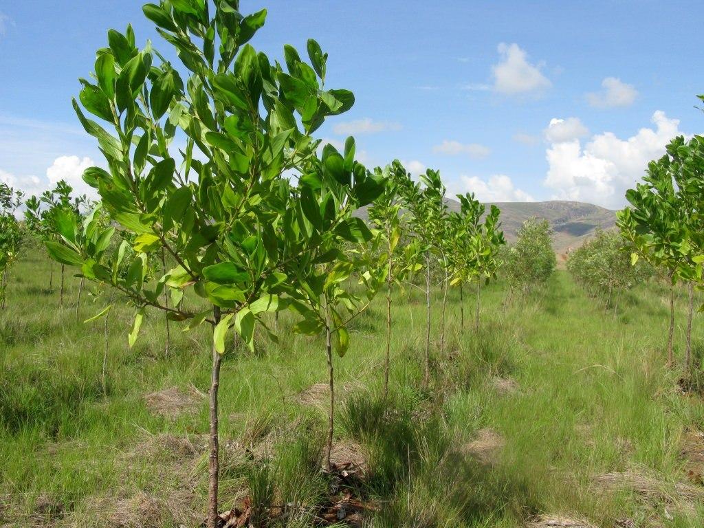 Люди могут компенсировать выбросы CO2, высаживая по шесть деревьев в месяц - фото 1