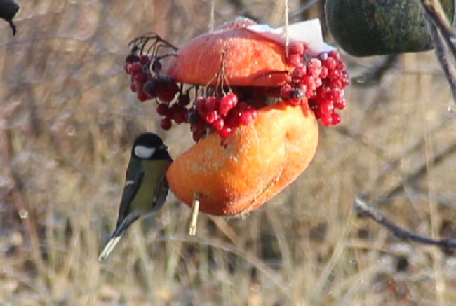 Кампания «Покормите птиц» стартовала в Керженском заповеднике - фото 4