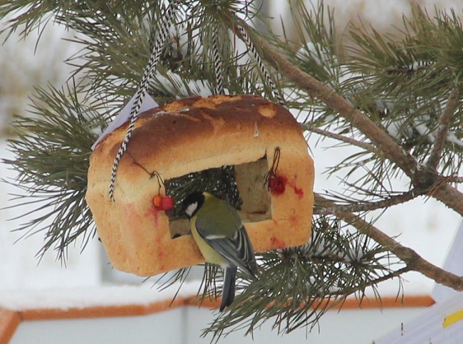 Кампания «Покормите птиц» стартовала в Керженском заповеднике - фото 6