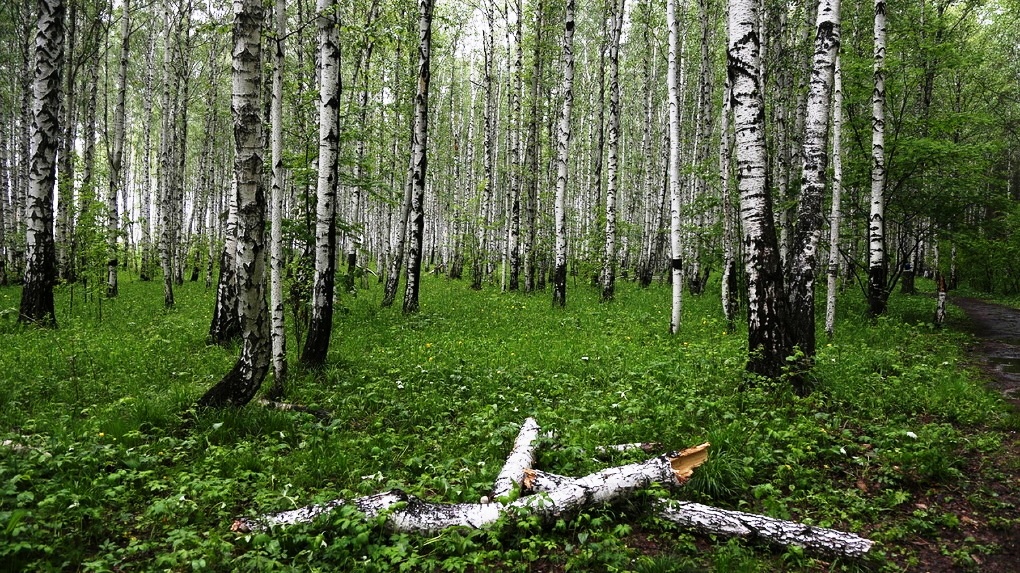 Фото на березовой бердск