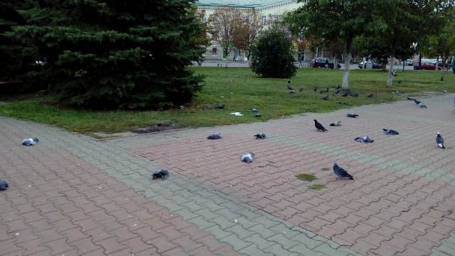 В Орле произошла массовая гибель голубей - фото 1
