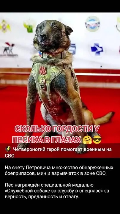 Собаку наградили специальной медалью "Служебной собаке за службу в спецназе" в зоне СВО - фото 2