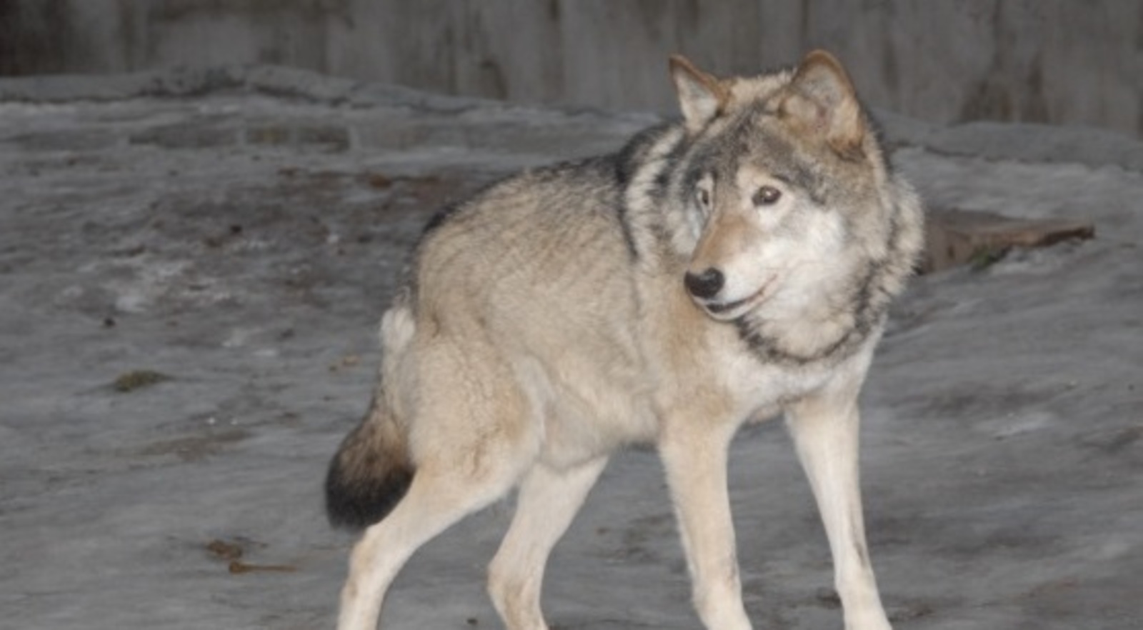На окраине деревни в ТиНАО была найдена волчица - фото 2