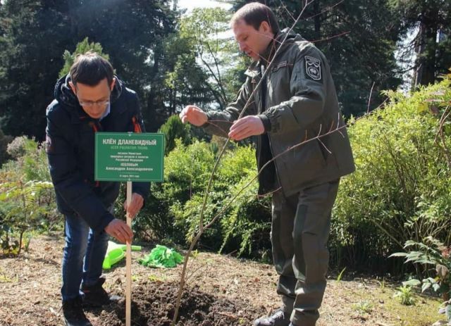 Глава МПР Александр Козлов был замечен в Сочи при посадке деревьев - фото 2