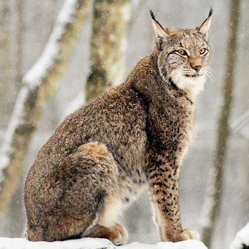 eurasian-lynx-6