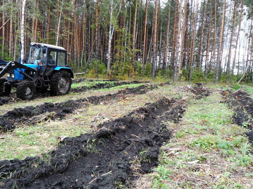 В лесничествах Воронежской области начались работы по подготовке почвы под лесные культуры будущего года - фото 1