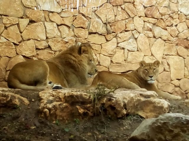 Фотопрогулка по зоопарку Хайфы от Егора Панарина  - фото 24