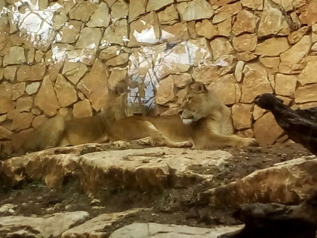 Фотопрогулка по зоопарку Хайфы от Егора Панарина  - фото 34