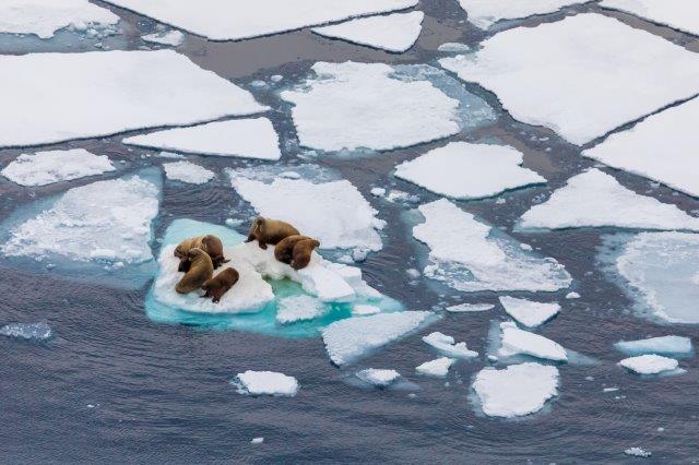 Медвежьи острова на Тверской: 14 сентября открывается фотовыставка «Живые моря Российской Арктики» - фото 3