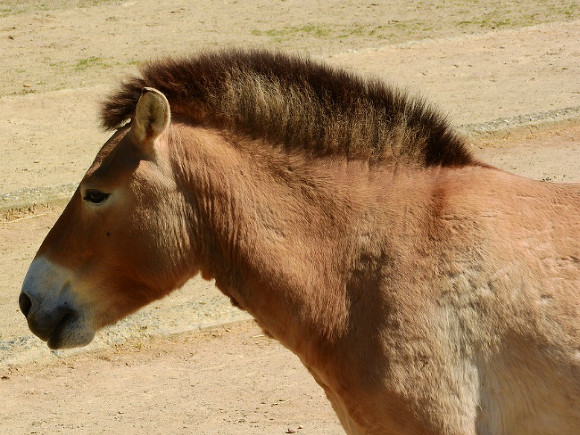 В США клонировали умершую 40 лет назад лошадь Пржевальского - фото 1