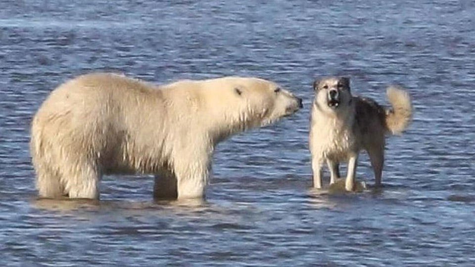 В схватке с медведем на Ямале погиб пес, охранявший людей на острове Белый - фото 1