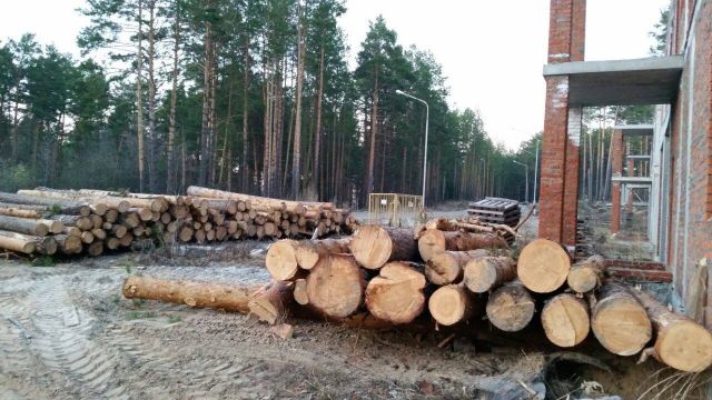 Экологи Сибири бьют в набат. Уничтожается ценный лес  - фото 5
