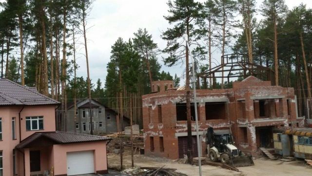 Экологи Сибири бьют в набат. Уничтожается ценный лес  - фото 8