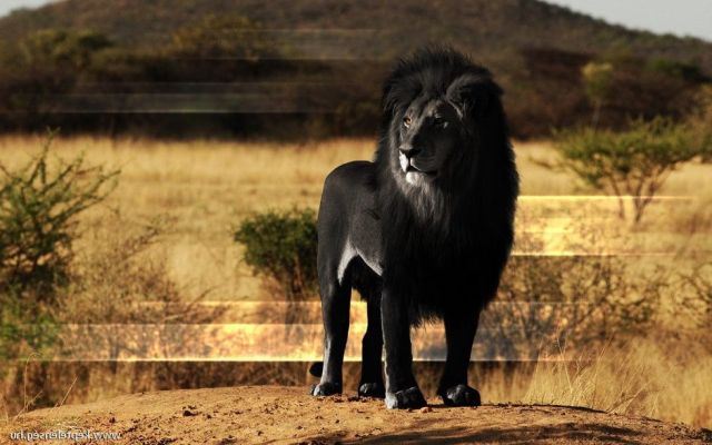 Жил да был черный лев за углом... - фото 2