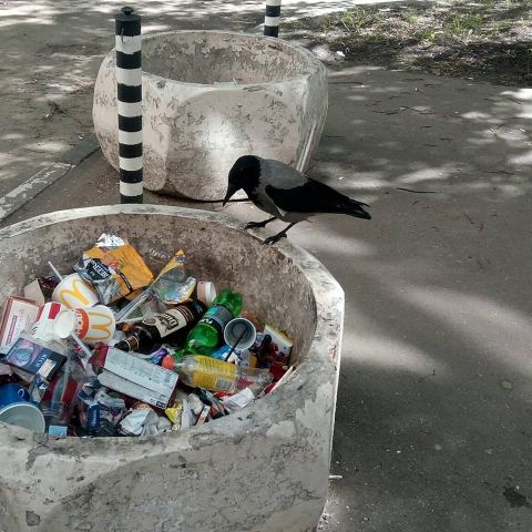 Раздельный сбор мусора в Москве. Городской бёрдинг - фото 9