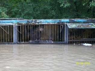 Городской зоопарк Уссурийска затопило - фото 1
