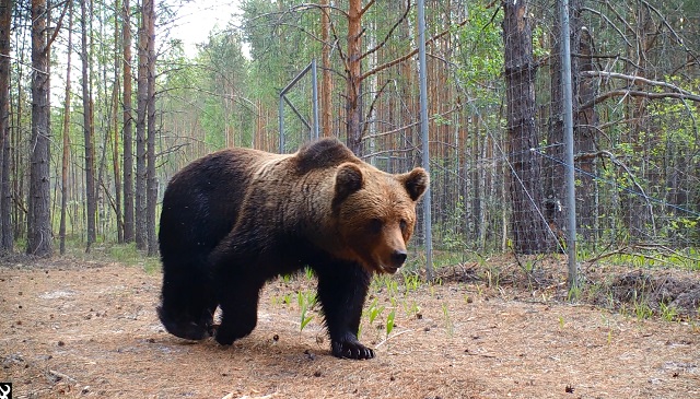 Медвежья свадьба попала в объектив фотоловушки в Керженском заповеднике - фото 3
