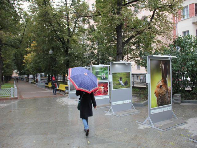 В Москве на Патриарших прудах открылась выставка леса - фото 3