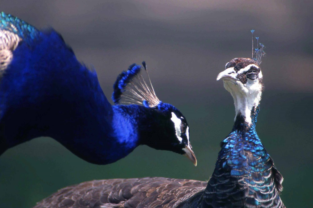 Брачные ритуалы или зигзаги любви у птиц - фото 26