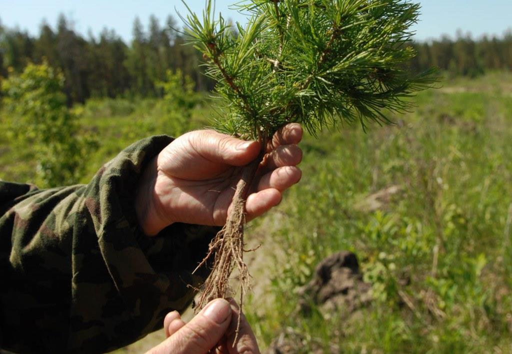 Лесной фонд Ярославской области пополнился 311 тысячами молодых деревьев - фото 1