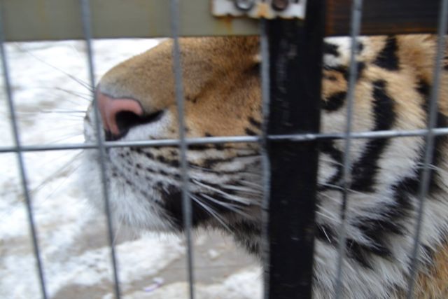 История тигра Степана из Подмосковья - фото 15