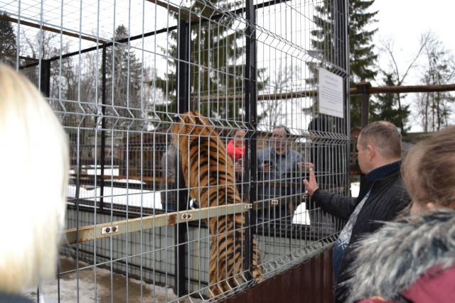 История тигра Степана из Подмосковья - фото 17