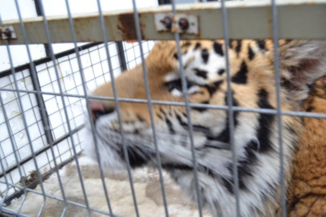 История тигра Степана из Подмосковья - фото 21