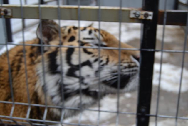 История тигра Степана из Подмосковья - фото 30
