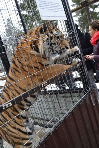 История тигра Степана из Подмосковья - фото 42