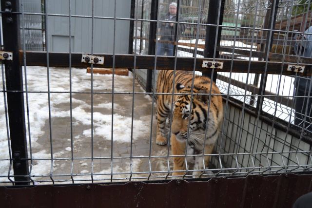История тигра Степана из Подмосковья - фото 43