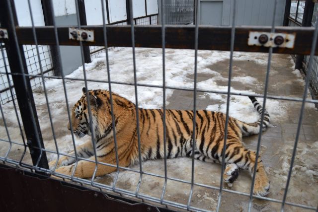 История тигра Степана из Подмосковья - фото 47