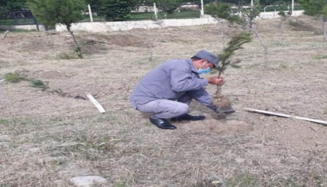 В Азербайджане отметили День европейских парков и посадили саженцы сосны Эльдарской - фото 3