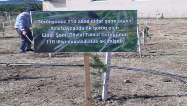 В Азербайджане отметили День европейских парков и посадили саженцы сосны Эльдарской - фото 4