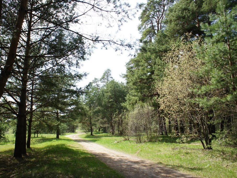 В Калужской области установлены границы городских лесов Людиново и Обниска - фото 1