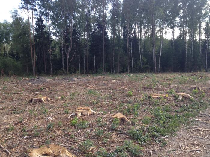 В Калужской области за 2019 год оценили состояние 6,5 тысяч га лесов - фото 1