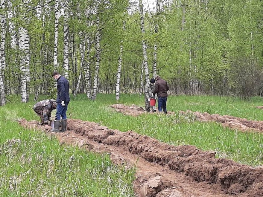 В Ярославской области работы по искусственному лесовосстановлению проведены на площади более 2,8 тысяч гектаров - фото 1