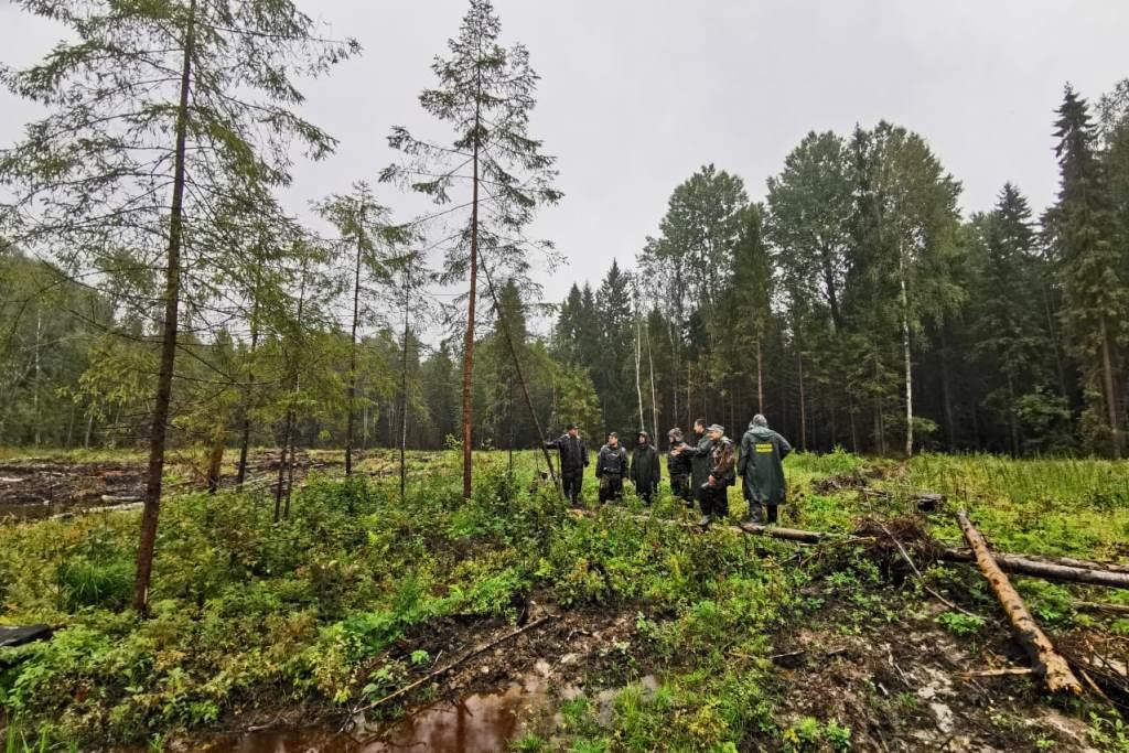 В Большесельском лесничестве Ярославской области составлено 12 протоколов в адрес недобросовестных лесопользователей - фото 1