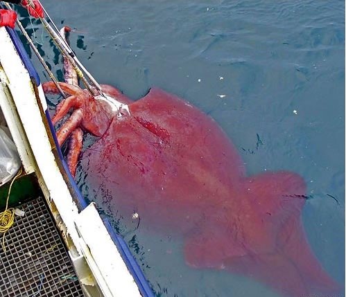 Рыбаки выловили гигантского кальмара в Антарктике - фото 1