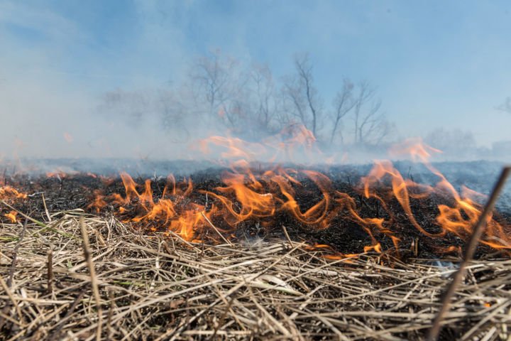 В Московской области ликвидирована угроза перехода огня на земли лесного фонд - фото 1
