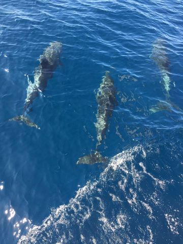 День китов и дельфинов экологи любят и ждут - фото 3